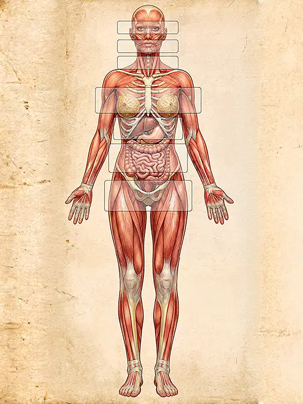 Desenho anatômico estilo vintage destacando em blocos os sete segmentos de tensão do corpo humano.